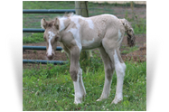 ~Northern Lights Triple D~'20 Grullo Pearl Tobiano by Charlie - MO